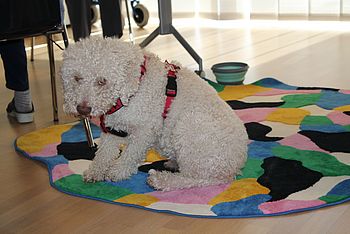 Pfotenfreunde (Kreatives Werken für Hunde mit Menschen im PBZ Hainfeld)